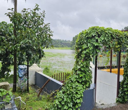 TEAL-LUXURY-Teal Heritage Villa Koothattukulam1